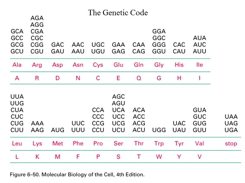 The Genetic Code